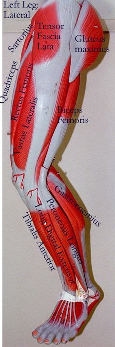 Labeled Muscles Of Lower Leg Human Body Anatomy Body Anatomy Muscle
