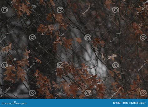 Snow Falling On Orange Autumn Leaves Stock Image Image Of Leaves