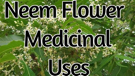 Medicinal Benefits Of Neem Flower Youtube