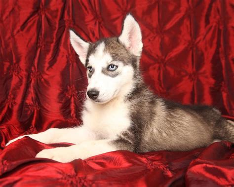 How Many Puppies Do Siberian Huskys Have Calculator For Predicting
