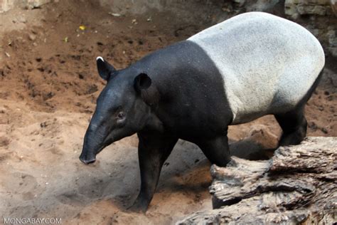 Bringing The Tapir Back To Borneo