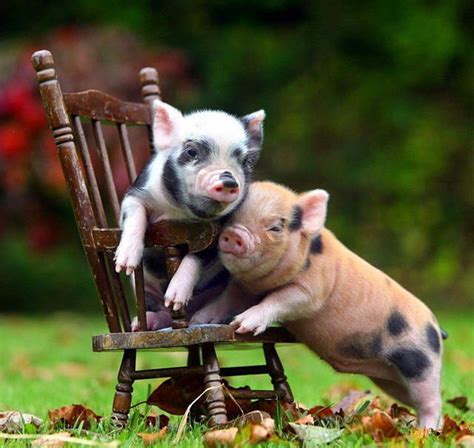 35 Cute Miniature Pig Pictures Great Inspire