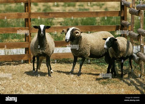Bizet Domestic Sheep French Breed From Cantal Ram And Ewes Stock