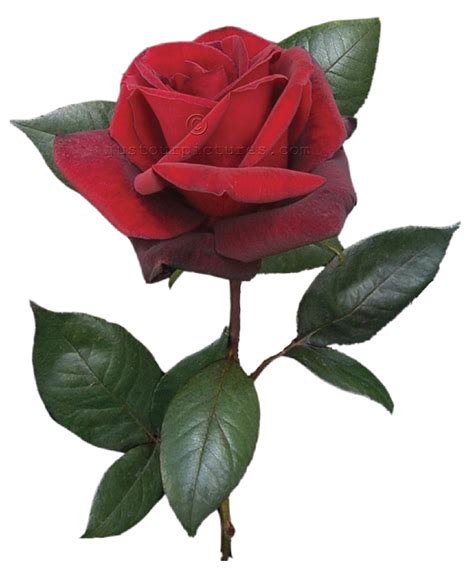 Single Red Rose Stem Clipart Best