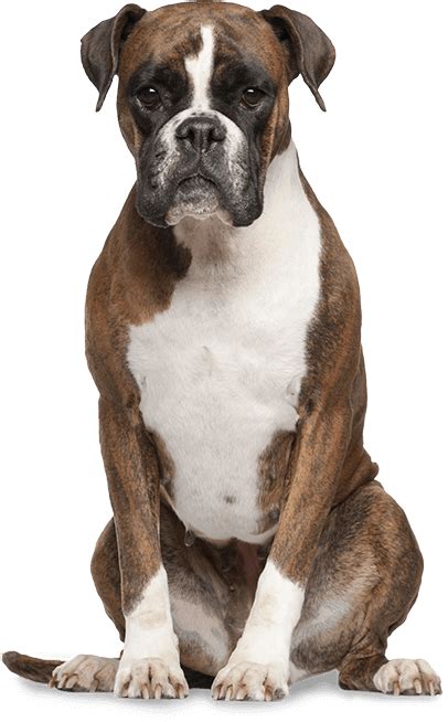 Boxer Dog Png Png Image Collection