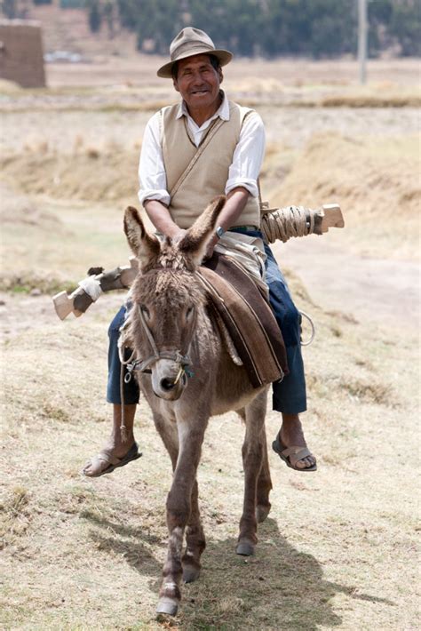Riding A Donkey Imb
