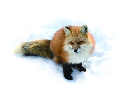Get Up Close With Fluffy Cute Foxes At Zao Fox Village