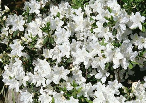10 Best Shrubs With White Flowers White Flowering Shrubs Azaleas