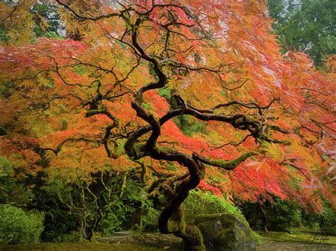 Gnarly Maple Photograph By Alan Kepler Fine Art America
