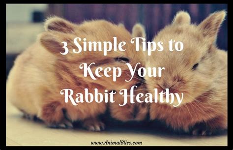 3 Simple Tips To Keep Your Rabbit Healthy