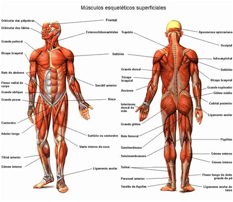 Qu Tipos De M Sculos Hay En El Sistema Muscular Humano Curiosoando