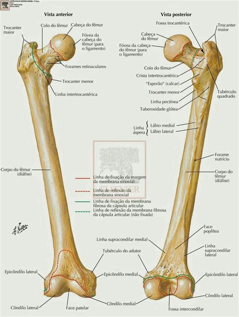 Human Skeleton Anatomy Human Muscle Anatomy Human Anatomy And