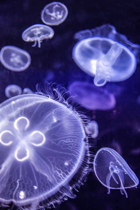 Jellyfish By Antonio Aliaga Underwater Creatures Ocean Creatures Et