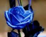 Blue Flowers for Your Garden and Home