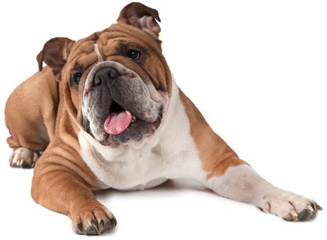 Pin amazing png images that you like. Bulldog PNG Download Image | PNG Arts
