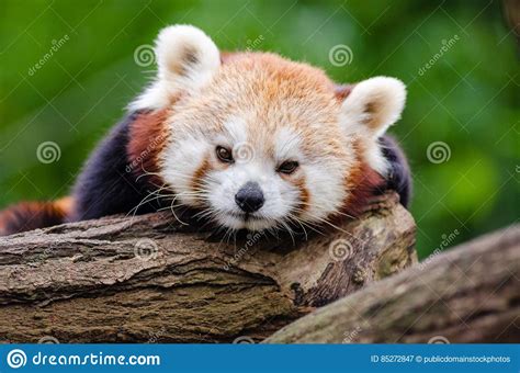 Red Panda Picture Image 85272847