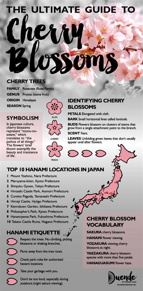 Cherry Blossoms Meaning And Symbolism The Ultimate Guide Cherry
