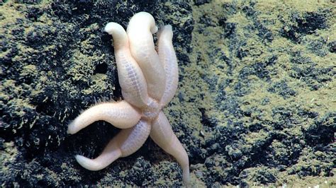 Rare Sea Life Including Possibly New Species Discovered By Noaa Ship