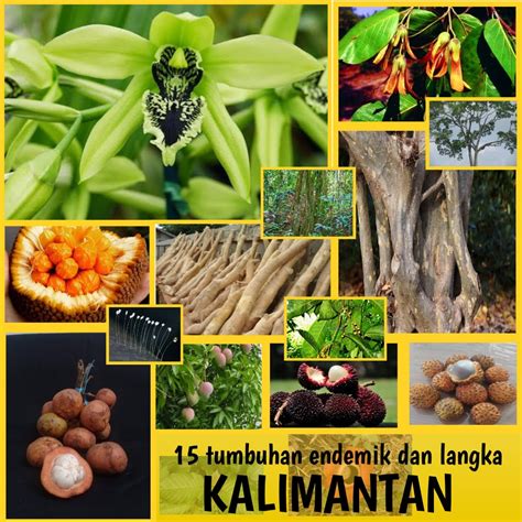 Daftar 15 Tumbuhan Endemik Kalimantan Dan Tumbuhan Langka Kalimantan