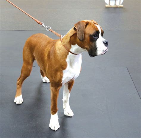 Colors are fawn, brindled, or white, with or without white markings.boxers are brachycephalic (they have broad, short skulls), have a square muzzle, mandibular prognathism (an underbite), very strong jaws, and a powerful bite ideal for hanging on to large prey. Boxer - Dog Breed history and some interesting facts