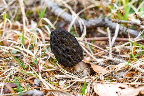How to Grow and Care for Morel Mushrooms