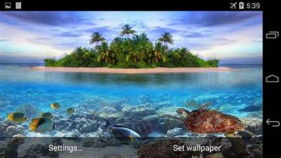 Tropical Paradise Google
