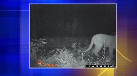 Third Cougar Sighting In Recent Weeks Confirmed In Marinette County By Wisconsin Dnr
