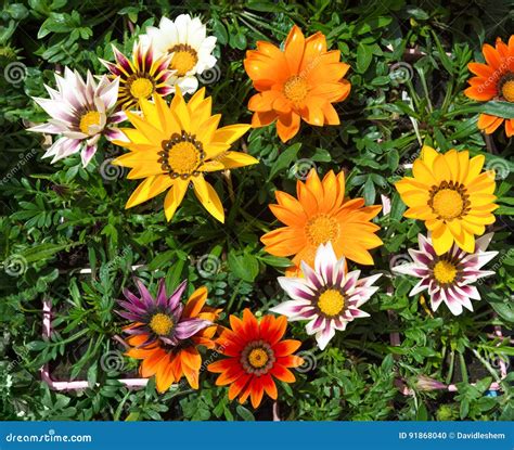 Flores Coloridas Foto De Archivo Imagen De Feliz Crisantemos 91868040