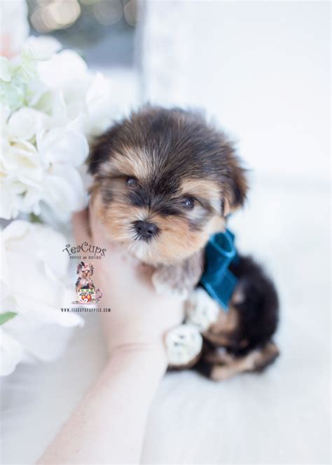 Elegant teacup yorkies and yorkie puppies for sale. Adorable English Bulldog Puppies for Sale | Teacups ...