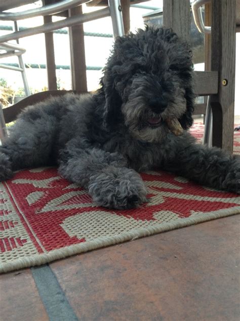 Close to gainesville, jacksonville, tallahassee, and georgia. Puppy Updates - Irish Doodle & Goldendoodle Puppies For ...