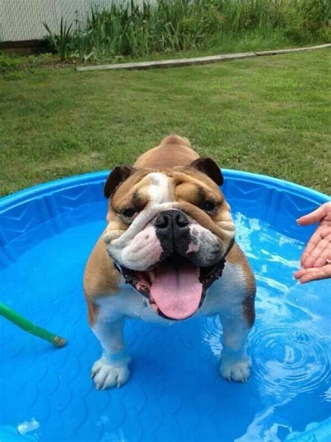 My victorian bulldog, doug, going for a swim in indian lake, on. Who said we can't swim | Bulldog, French bulldog, Animals