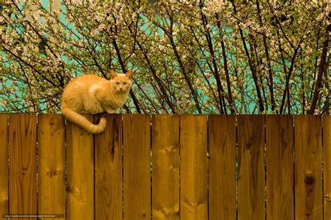 Spring Kittens Desktop Wallpaper Wallpapersafari