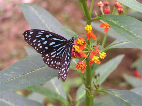 Penang Butterfly Farm ~ Penang Ichannel