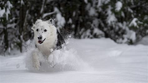 Фотографии собака Бег Белый зимние снега Животные 1366x768