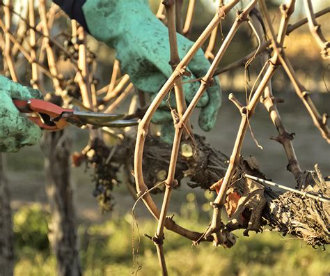 Pruning Grape Vines Daltons