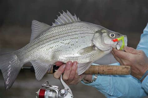 Overlooking White Bass Fishing A Bad Decision