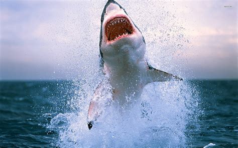 Did someone forget to update the tier? Where the Most Shark Attacks Happen in the USA: - SnowBrains