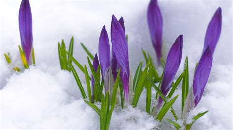 Purple Flowers Under The Cold Snow Winter And Spring Time