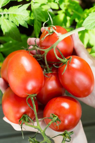 Determinate vs indeterminate tomatoes may confuse the beginner gardeners. Determinate Vs. Indeterminate Tomatoes - Not All Tomatoes ...