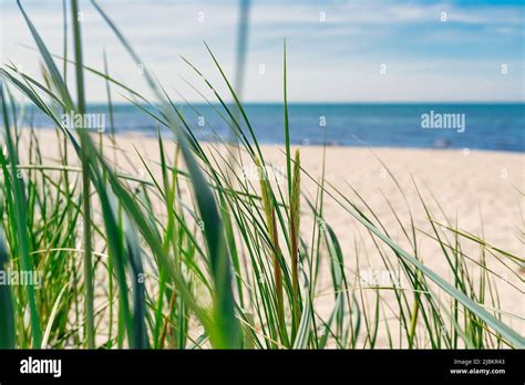Seaside Background Beach Grass Against Empty Beach Ocean And Blue Sky