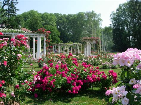 Les Roses De Lyon La Terre Est Un Jardin