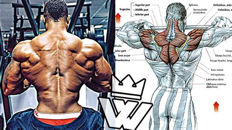 4 Traps Workouts For Crafting The Perfect Shoulders Bodydulding