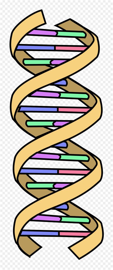 Download High Quality Dna Clipart Simple Transparent Png Images Art