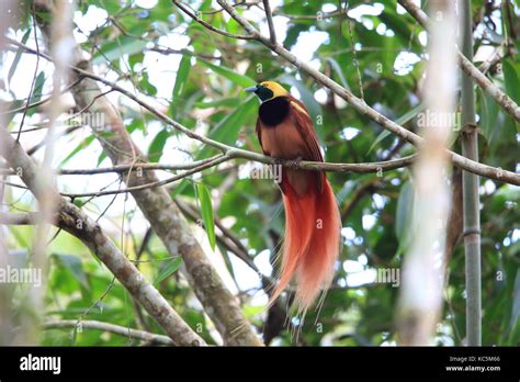 Raggiana Bird Of Paradise Paradisaea Raggiana In Varirata National Park Papua New Guinea