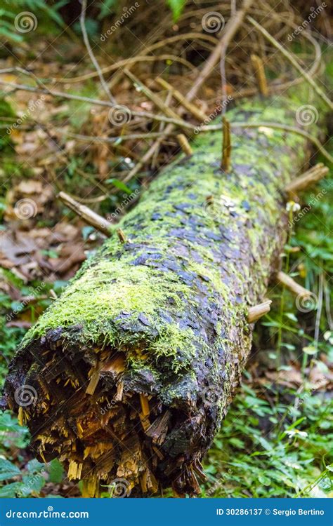 Fallen Tree Covered In Moss In Forest Stock Image Image Of Weeds