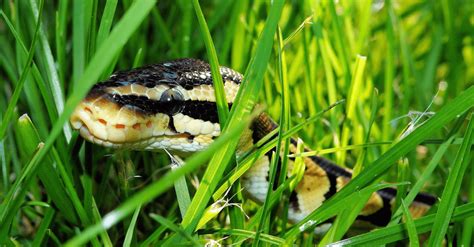 How To Keep Snakes Out Of Your Yard Quick And Dirty Tips