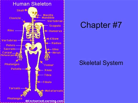 Chapter 7 Skeletal System Powerpoint