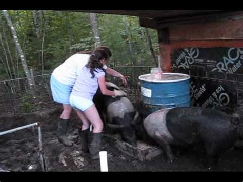 Sizing Up Pigs Take Youtube