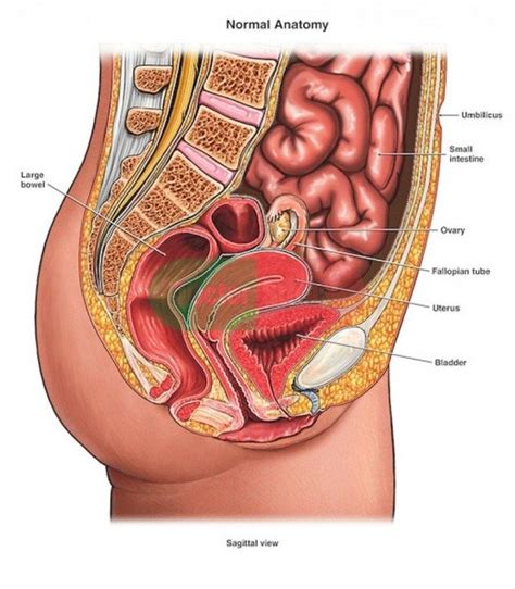 Biomedical illustration showing the internal organs of a female in. Diagram Of Internal Organs Female . Diagram Of Internal ...