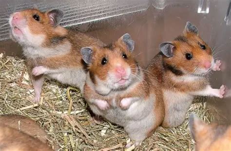 Fat Hamsters Funny Animals Funny Cats Funny Dogs Funny Pets